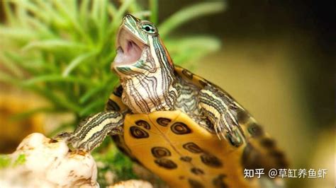 學到 养乌龟要注意什么